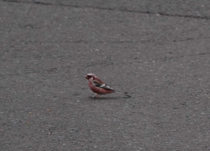 ベニマシコ（オス）