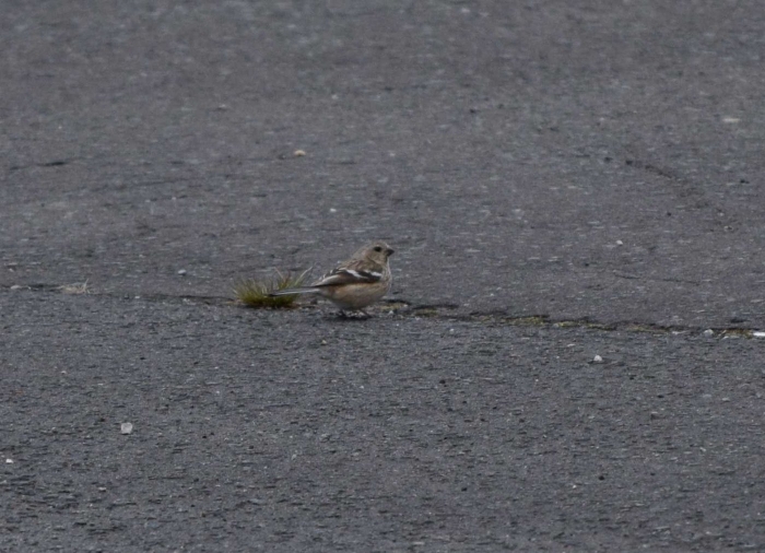ベニマシコ（メス）