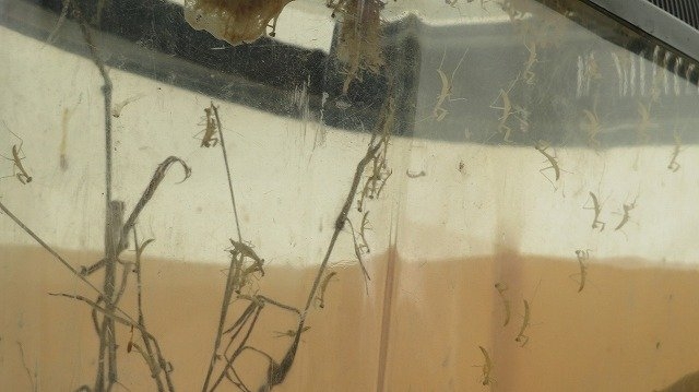 孵化したばかりのときのうじゃうじゃ。